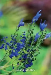  ??  ?? Salvia ‘Amore’.