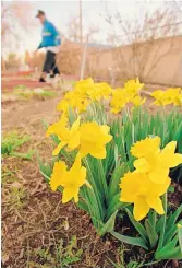  ??  ?? Plant bulbs in the fall for spring-blooming daffodils.