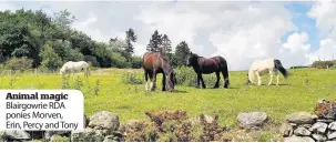  ??  ?? Animal magic Blairgowri­e RDA ponies Morven, Erin, Percy and Tony