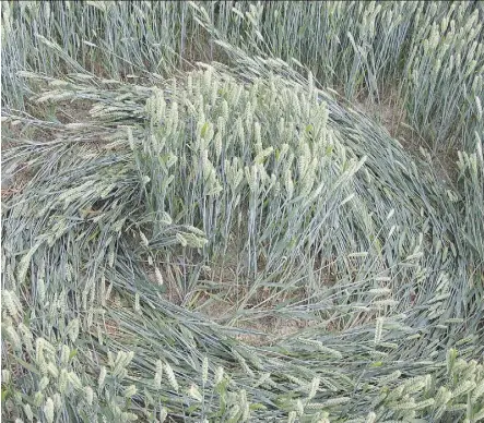  ?? FILE ?? Damping-off, a fungal disease, is the culprit in the creation of tiny crop circles in seedling beds, writes Jim Hole. The big, complex ones found in remote farmers’ wheat and corn fields, however, remain a mystery.