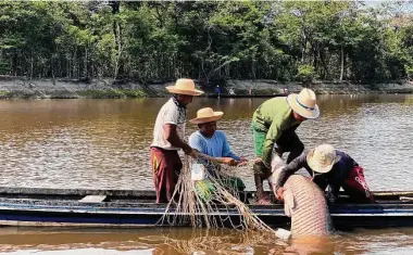 ?? Fabiano Maisonnave/Associated Press ?? Deni Indigenous work in September during the arapaima fishing season in the Brazilian Amazon. A new United Nations-backed report finds 1 in 5 people worldwide depend on wild species for food and income.