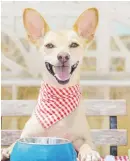  ?? Picture: Istock ?? TABLE MANNERS. A chihuahua eats at the table.