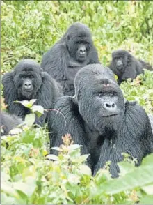  ?? GORILLA DOCTORS / UC DAVIS ?? Una familia de gorilas de montaña en Virunga