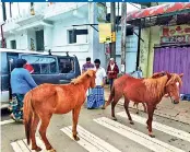  ??  ?? Nuwara Eliya: Ponies get a respite