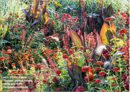  ??  ?? HOT STUFF: Canna ‘Durban’, dahlias, lobelia, zinnia and fluffy