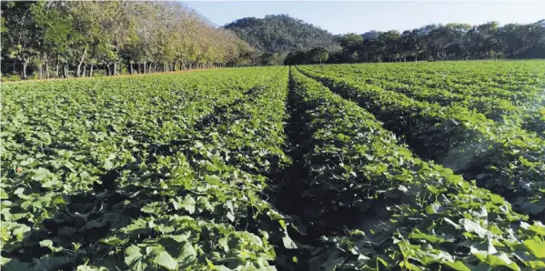  ?? COrtesÍA ?? Hacia el 2006, Costa Rica registró unas 12.000 hectáreas de melón; al cierre del año pasado, apenas había 3.394 hectáreas.