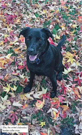  ??  ?? Ellie, the writer’s labrador/ border collie cross.