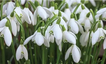  ??  ?? Winter whites: Galanthus Nivalis is the most common type of snowdrop in Europe