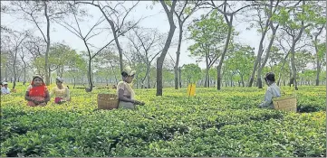  ?? SADIQ NAQVI/ HT PHOTOS ?? Women workers pluck tea leaves at Doyang Tea Estate in Assam’s Golaghat district. (Right) Ratan Nayak with his deceased wife’s photo.