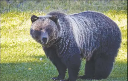  ?? CP PHOTO/PARkS CANADA, AlEx P. TAylOR ??