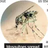  ??  ?? Mosquitoes spread tropical diseases