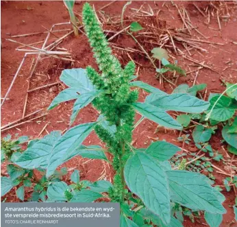  ?? FOTO’S: CHARLIE REINHARDT ?? Amaranthus hybridus is die bekendste en wydste verspreide misbredies­oort in Suid-Afrika.