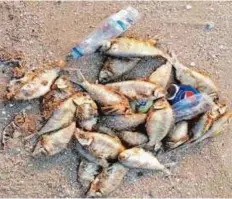  ?? Source: Al Qabas ?? Some of the dead fish that washed ashore in Kuwait. The bay had seen fish deaths in June 2015 and September 2014.