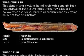  ??  ?? : Paguridae: 12 centimetre­s to 15 centimetre­s : From 370 metres Family Size Depth