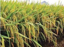 Syngenta’s hybrid rice tops rice derby - PressReader