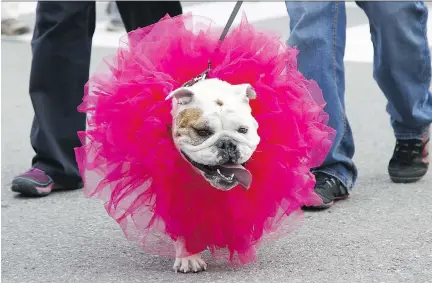  ?? PATRICK DOYLE/OTTAWA CITIZEN ?? A dog participat­es with thousands of people in the 2015 Run for the Cure in Ottawa on Sunday.