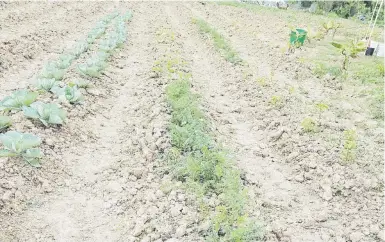  ??  ?? En su segunda fase, el proyecto comunitari­o, que ubica en una escuela en desuso, contempla tener su propio huerto donde produzcan la materia prima para la confección de alimentos para la venta.