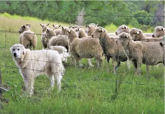  ?? FW ARCHIVE ?? Due to people in farming communitie­s keeping higher numbers of dogs, rabies is more prevalent in rural areas.