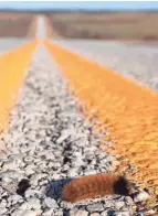  ?? JIM MCCORMAC ?? A woolly-bear crosses a road in Muskingum County