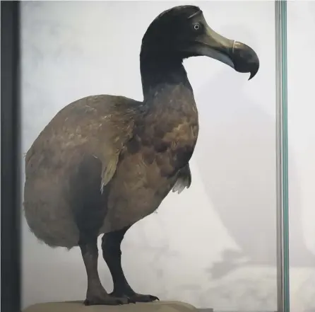  ?? PICTURE: GETTY ?? 0 The dodo has become an icon of extinction as a result of human actions