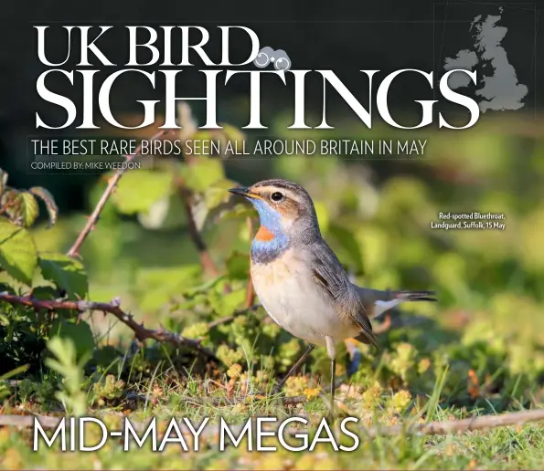  ??  ?? Red-spotted Bluethroat, Landguard, Suffolk, 15 May