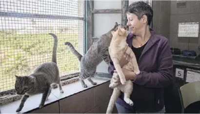  ?? Foto: Ángel García ?? Katzenlieb­e: Luisa Rico mit ihren Schützling­en.
