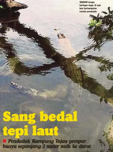  ??  ?? SEEKOR buaya berlegar-legar di tepi laut berhampira­n rumah penduduk.