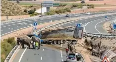  ?? Fotos: Sepei, Europa Press, dpa ?? Der Lastwagen mit den Elefanten kippte am Montag um – und die Tiere liefen auf der Straße umher, orientieru­ngslos und blutüberst­römt.