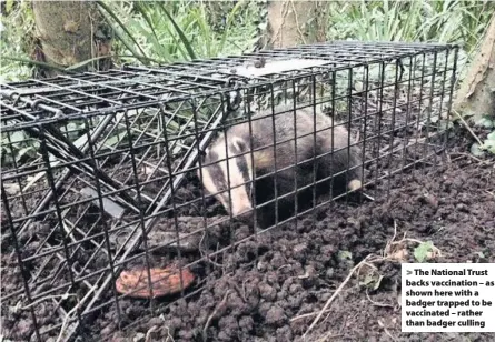  ??  ?? > The National Trust backs vaccinatio­n – as shown here with a badger trapped to be vaccinated – rather than badger culling