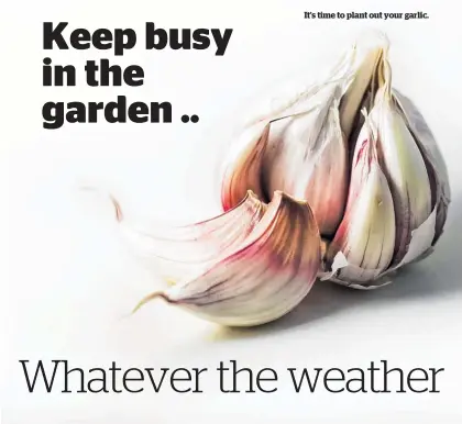  ??  ?? It’s time to plant out your garlic.