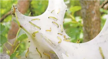  ?? FORESTRY ARCHIVES ?? It’s Halloween, come early! Fall Webworms roaming around their tent.