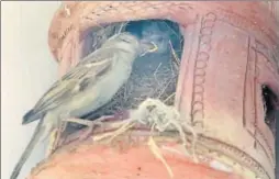  ?? HIMANSHU VYAS/HT ?? A sparrow and her fledgling in a clay nest, hung by a bird lover, in Jaipur.