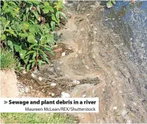  ?? Maureen McLean/REX/Shuttersto­ck ?? Sewage and plant debris in a river