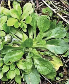  ??  ?? Rosettes of daisy leaves are a common sight in lawns at this time of year.