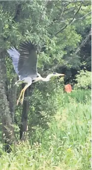  ??  ?? Landing Frank Sullivan captured this heron about to land