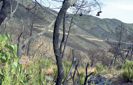  ??  ?? Il verde si riaffaccia sul Monte Serra, bruciato un anno fa. Sotto, il sindaco di Calci Ghimenti e quello di Vicopisano Ferrucci