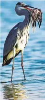  ?? Courtesy: Reza Khan ?? The Grey Heron seen eating the dove at Al Qudra Lake yesterday. Dr Mohammad Ali Reza Khan said he has never seen such a sight in his six years of birdwatchi­ng.