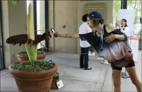  ?? ARIEL TU — THE ASSOCIATED PRESS ?? A visitor takes a picture of the so-called corpse flower, known for the rotten stench it releases when it blooms, at the Huntington Library Friday in San Marino Corpse flowers typically take 15years to reach a mature blooming size, and blooms usually only last 24 hours.