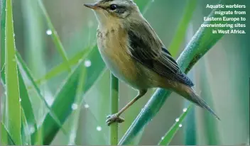  ??  ?? Aquatic warblers migrate from Eastern Europe to overwinter­ing sites in West Africa.