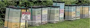  ?? STACY SQUIRES/STUFF ?? The trial has involved 10 hives with about 600,000 bees at this Dallington red-zone location.