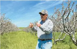  ?? TERRY CHEA/AP ?? Gene Brandi’s bees fly around a cherry tree orchard last week in San Juan Bautista, California. Brandi sees a bright spot from all the rain: sage honey, a premium product.