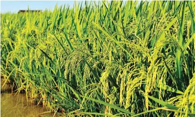 Hybrid rice direct seeding successful in Sultan Kudarat - PressReader