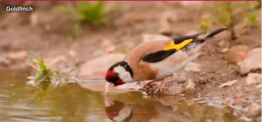  ?? ?? Goldfinch