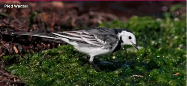  ?? ?? Pied Wagtail
