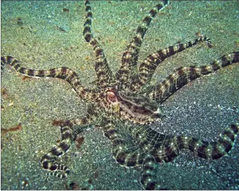  ??  ?? The Mimic Octopus was first identified only 23 years ago off the coast of Sulawesi, Indonesia.