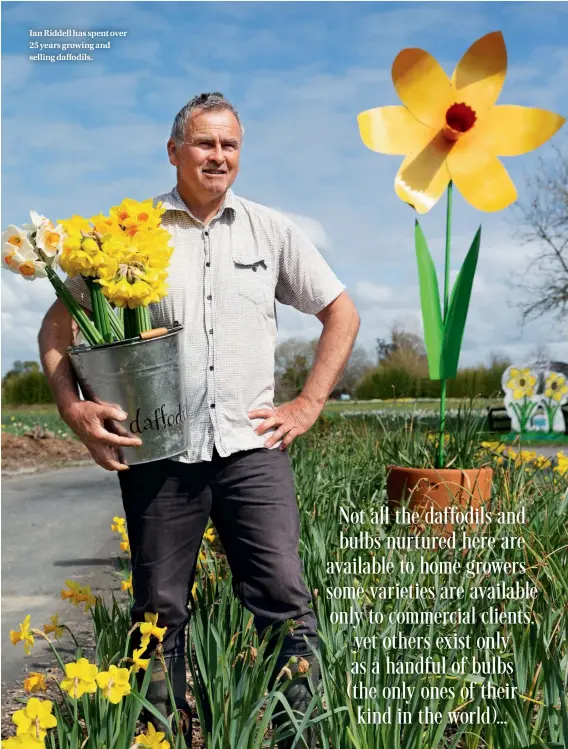  ??  ?? Ian Riddell has spent over 25 years growing and selling daffodils.