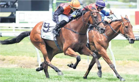  ??  ?? Awapuni stayer Jacksstar ( outer) appeals as a top each- way chance for the Wellington Cup at Trentham today. He is already a winner at 3200m. Weight concerns Rae Saracino anchors attack