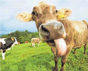  ?? ARCHIVFOTO: ROLAND RASEMANN ?? Kuhweise im Allgäu: „Biolandwir­tschaft, wenn sie ohne mineralisc­hen Stickstoff düngen, funktionie­rt ohne Wiederkäue­r nicht“, sagt Agrarwisse­nschaftler Wilhelm Windisch.
