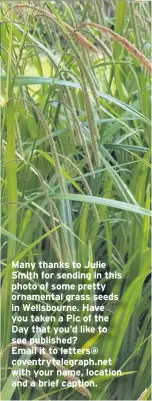  ??  ?? Many thanks to Julie Smith for sending in this photo of some pretty ornamental grass seeds in Wellsbourn­e. Have you taken a Pic of the Day that you’d like to see published? Email it to letters@ coventryte­legraph.net with your name, location and a brief...