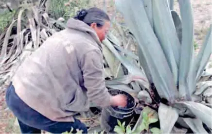  ??  ?? SABIDURÍA. Para prepara el ‘chawar mishki’ el dulce de cabuyo debe ser extraído al medio día.